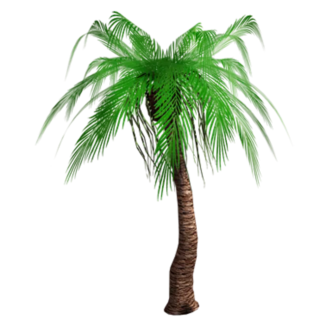 Palm tree