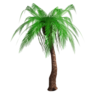 Palm tree图像