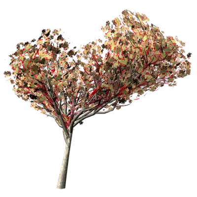 Image for Flamboyant Tree