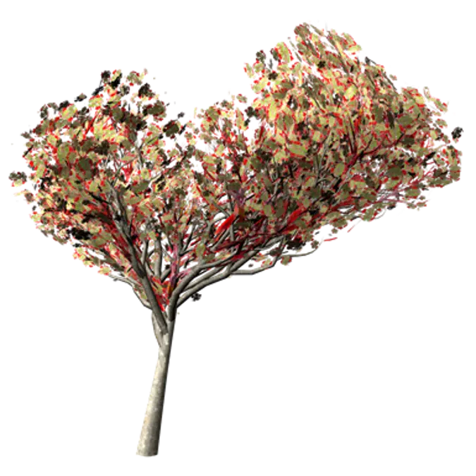 Flamboyant Tree