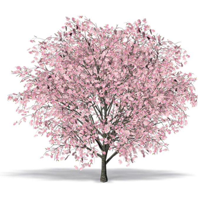 oriental cherry