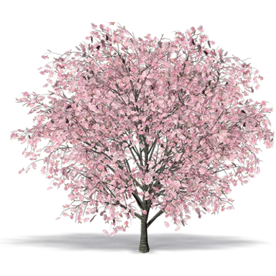 Image for Oriental Cherry