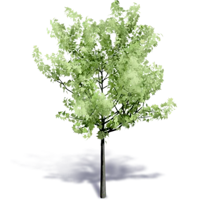 Image for Generic Summer Tree 1