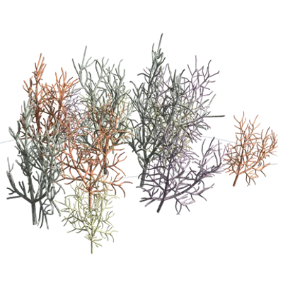 画像 Kaffir Coral Tree Coral Tree