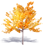 generic autumn tree 3