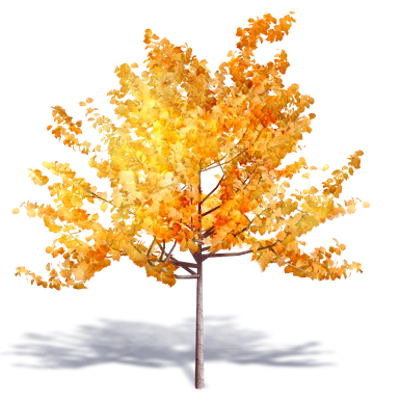 Image for Generic Autumn Tree 3