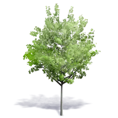 afbeelding voor Generic Summer Tree 7