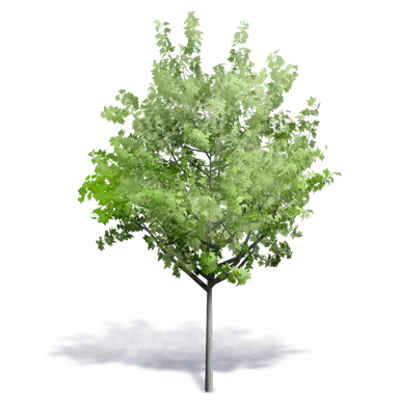 Image for Generic Summer Tree 7