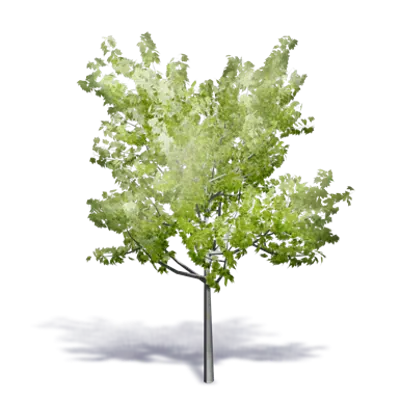 Image pour Arbre Generique ete 11