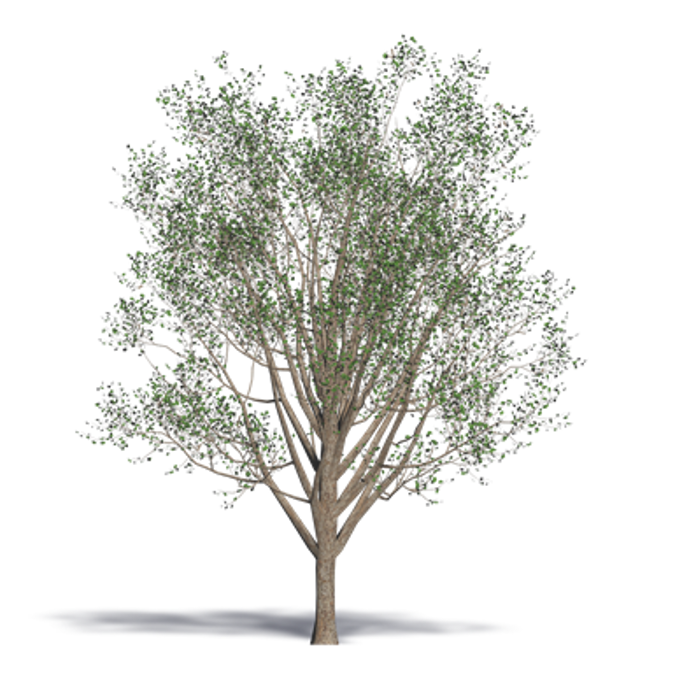 Ginkgo Maidenhair Tree