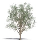 ginkgo maidenhair tree