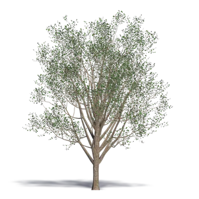 Image for Ginkgo Maidenhair Tree
