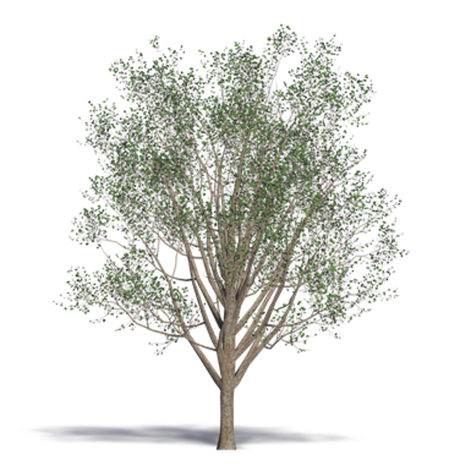 Ginkgo Maidenhair Tree