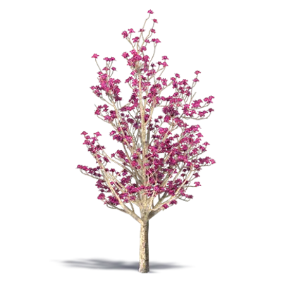 Image for Saucer Magnolia