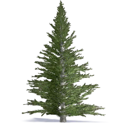 Image for Nordmann Fir