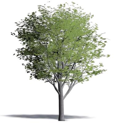 画像 Montpellier Maple