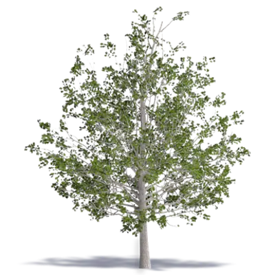 bild för Black Maple