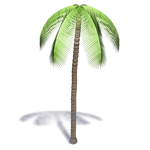 palm tree 4
