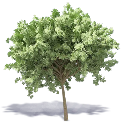 изображение для Chestnut Tree 3