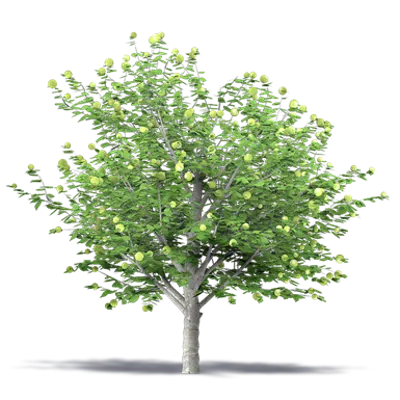 imazhi i Apple tree