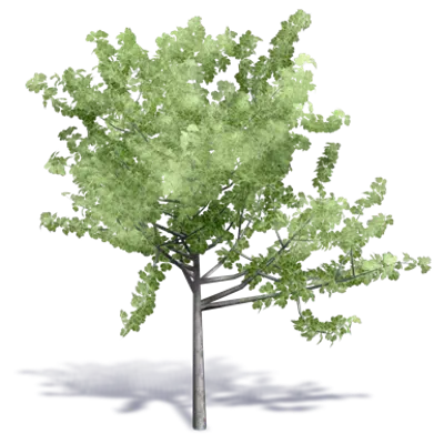 Image pour Arbre Generique ete 3