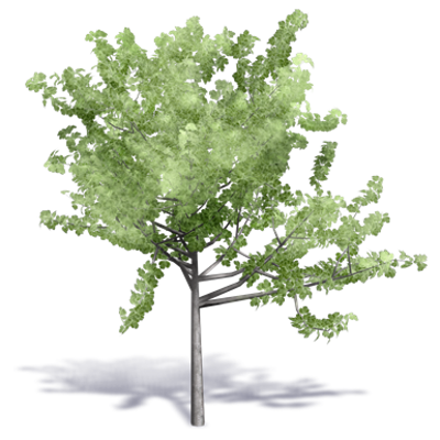 Image for Generic Summer Tree 6