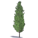 leyland cypress