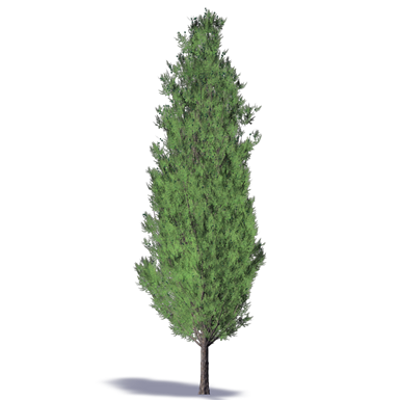 Leyland Cypress图像