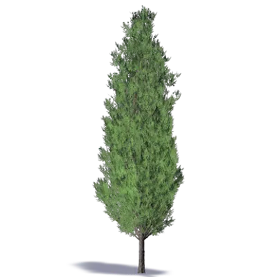 Leyland Cypress图像