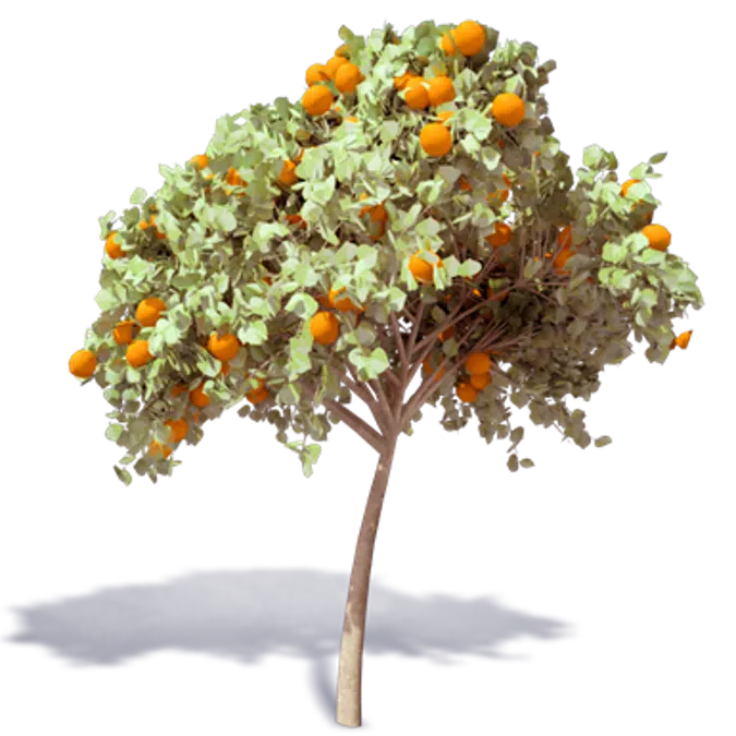 Arbol de Naranja 3