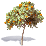 orangenbaum 3