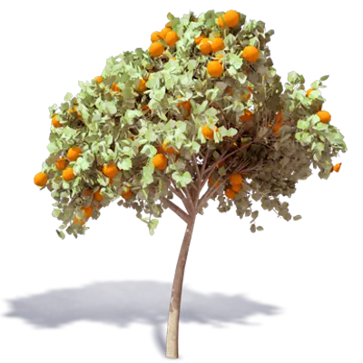 kuva kohteelle Orange Tree 3