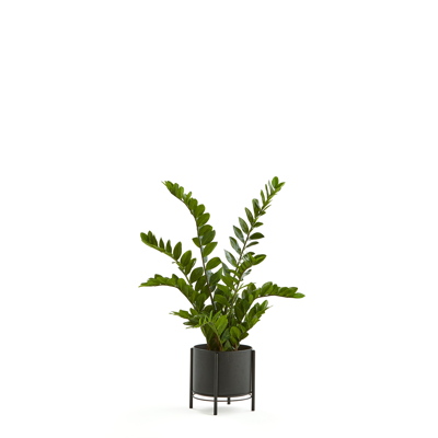 Image for Artificial ZZ plant 1100mm