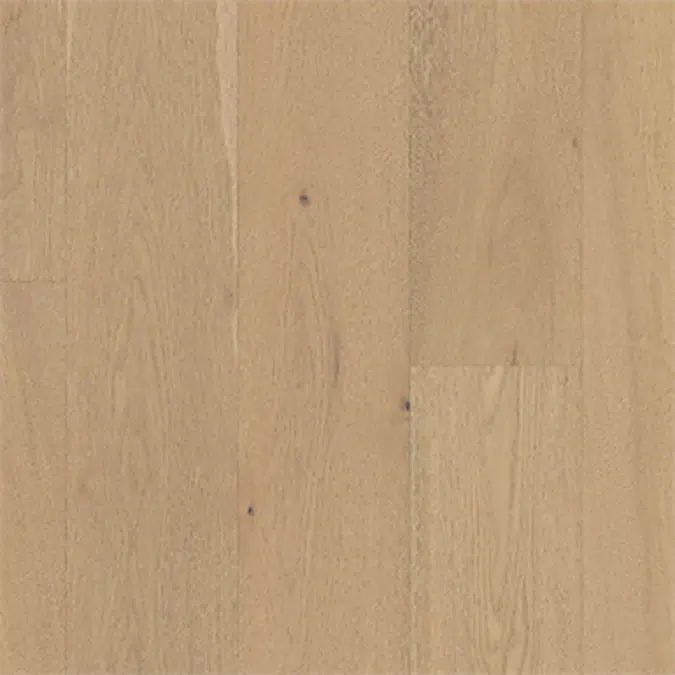 Oak Blanche