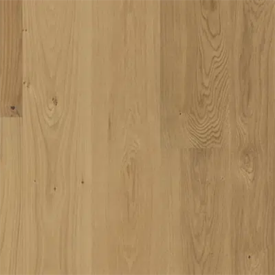 изображение для Oak Sun