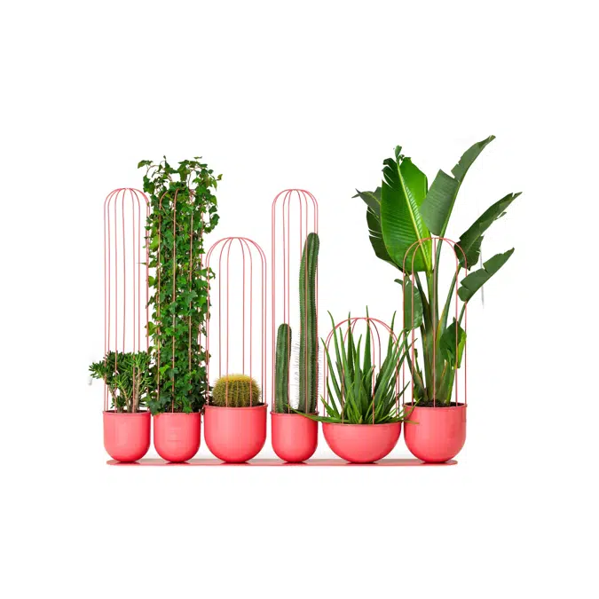 Cacti planter