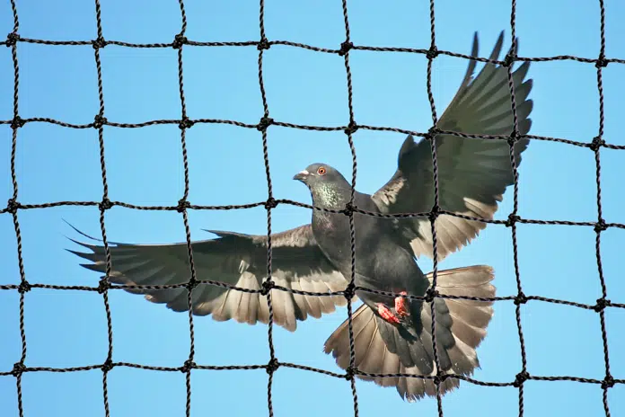 Bird Netting - Architectural Bird Netting