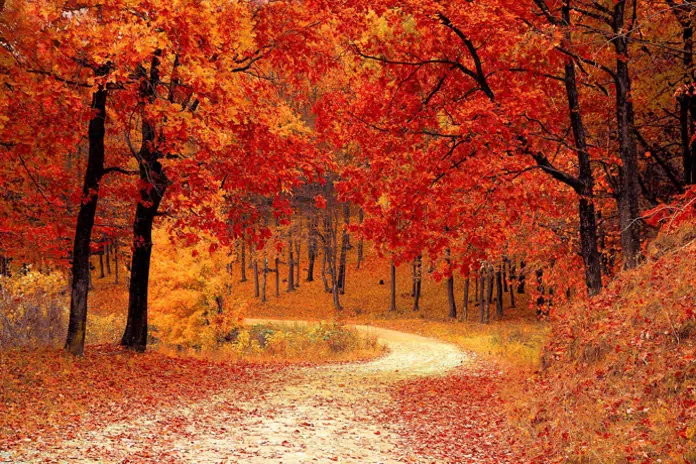 Trees - Autumn