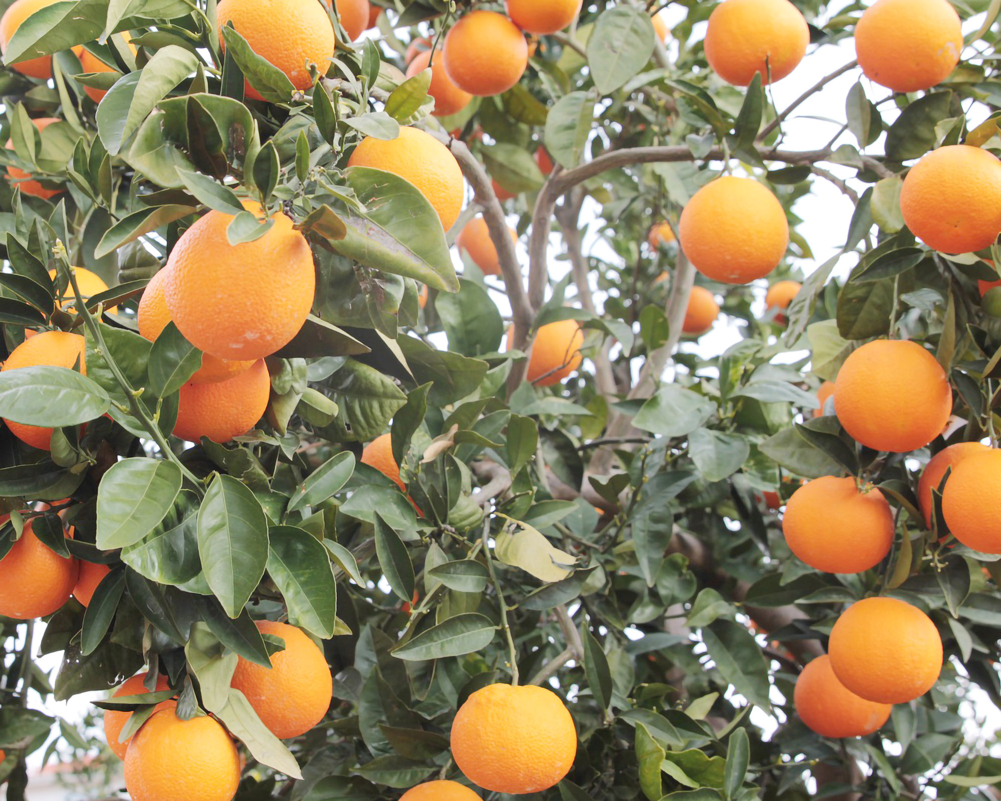 Как растут апельсины. Померанец дерево. Как растут апельсины. Мандарин дарахти. Мандариновые сады в абхазии.