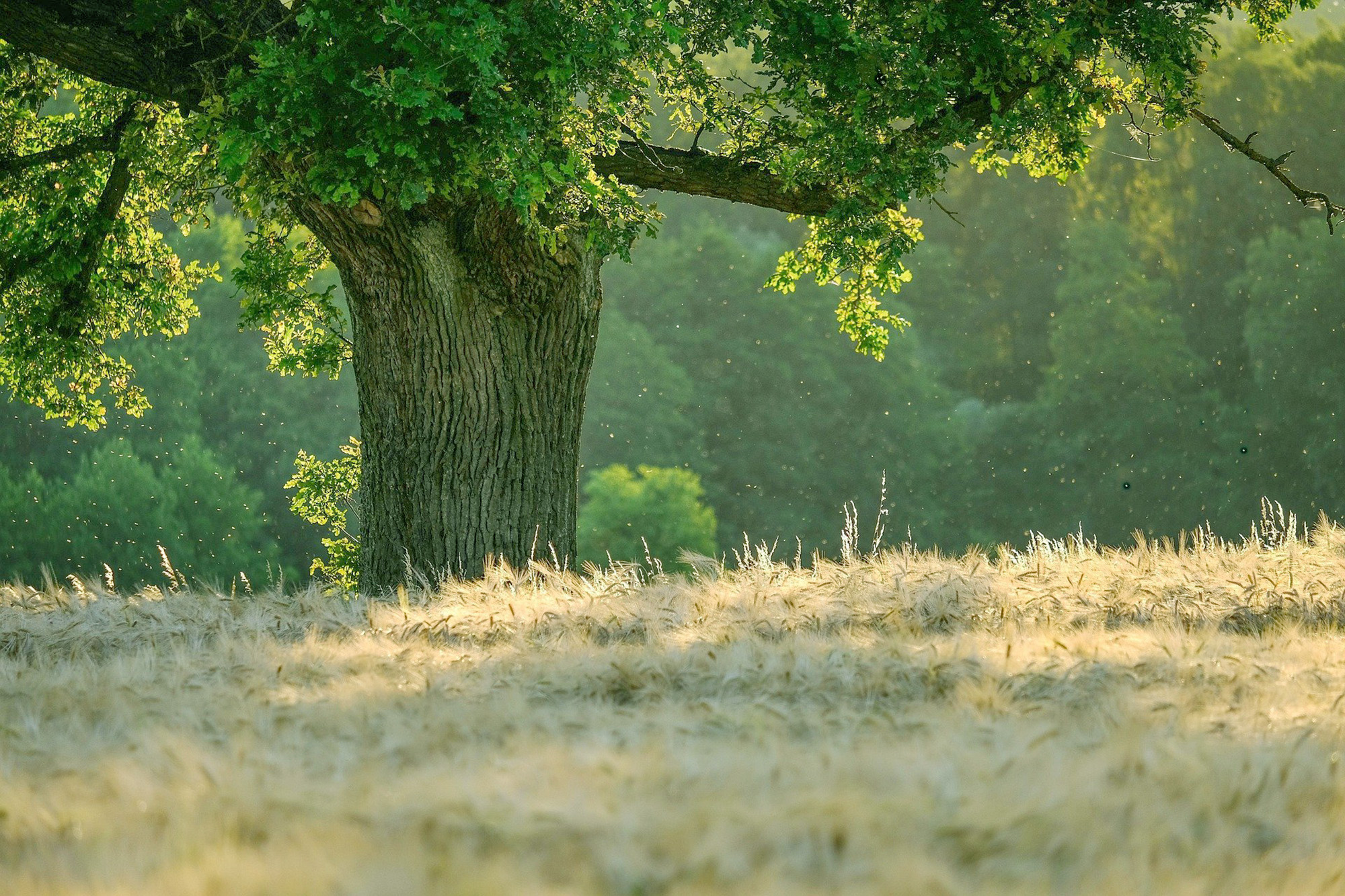 BIM objects - Free download! Plants | BIMobject