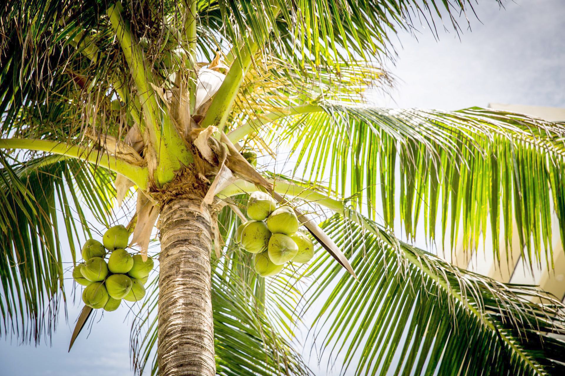 Planta del coco